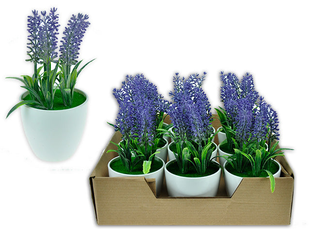 5 Head Lavender In Plastic Pot