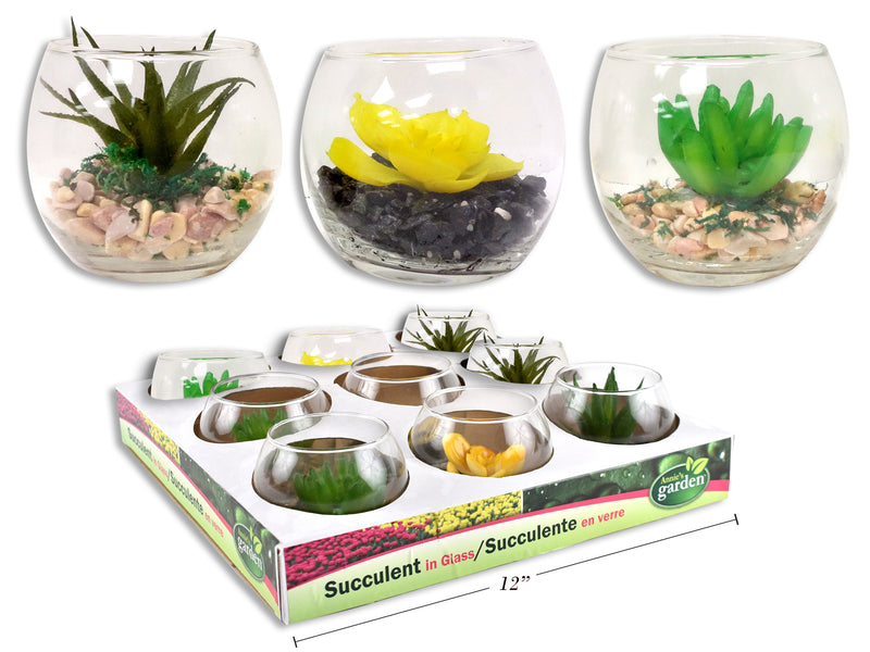 Succulent In Glass Cup