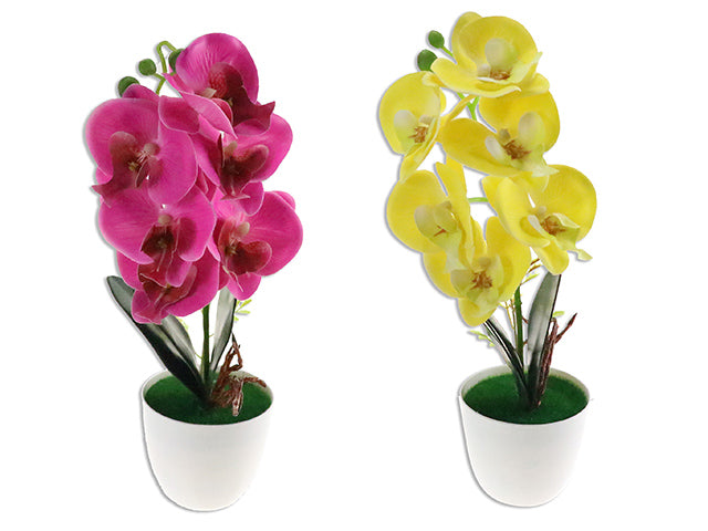 14.5in 6-Heads Butterfly Orchid w/3 Leaves in Plastic Pot. 2 Asst.Colours. Cht.